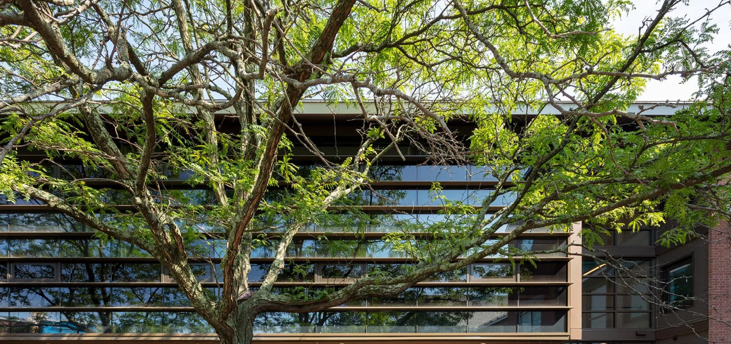 Outdoor image of RISD Quad Block